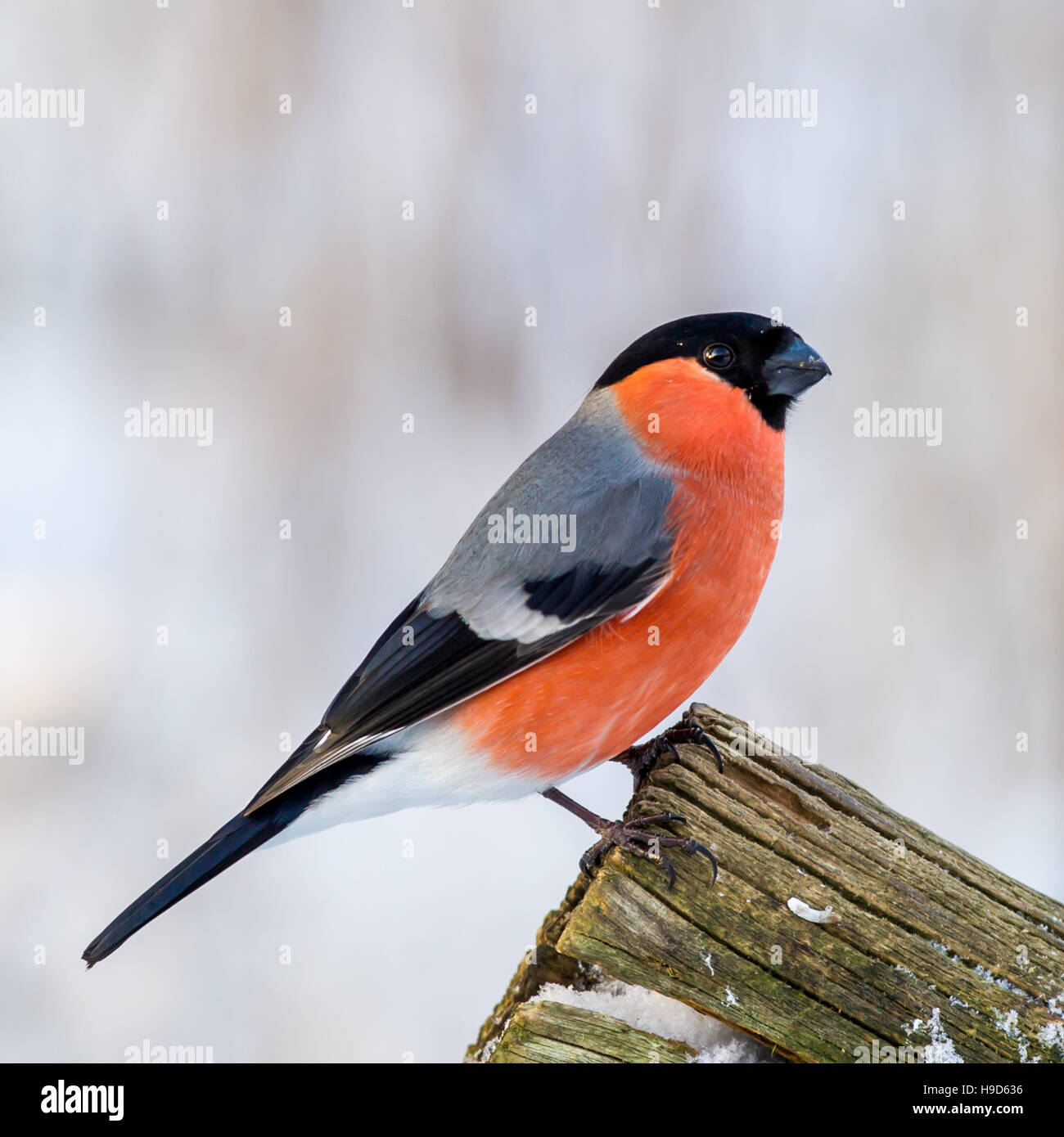 Le Canard colvert (Pyrrhula pyrrhula) dans profil sur le bord d'une vieille clôture en bois fond neigeux de flou artistique Banque D'Images
