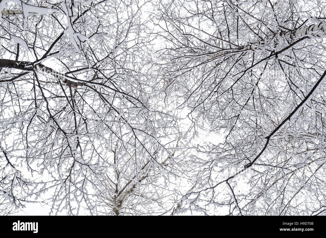 L'entrelacement des branches d'arbre sur ciel assombri. Les bouleaux couverts de neige. Banque D'Images