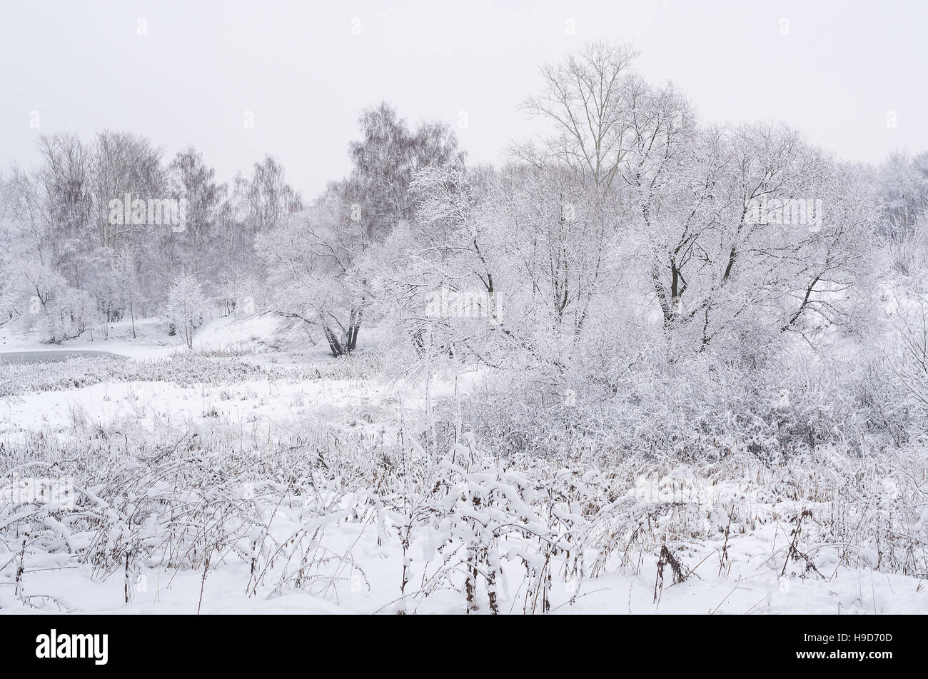 Paysage d'hiver avec arbres et arbustes couverts de neige épaisse sur un sombre jour. Banque D'Images