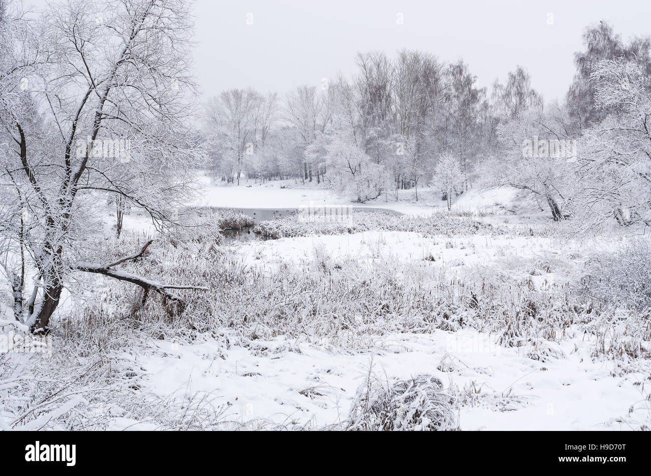 Paysage d'hiver avec arbres et arbustes couverts de neige épaisse sur un sombre jour. Banque D'Images