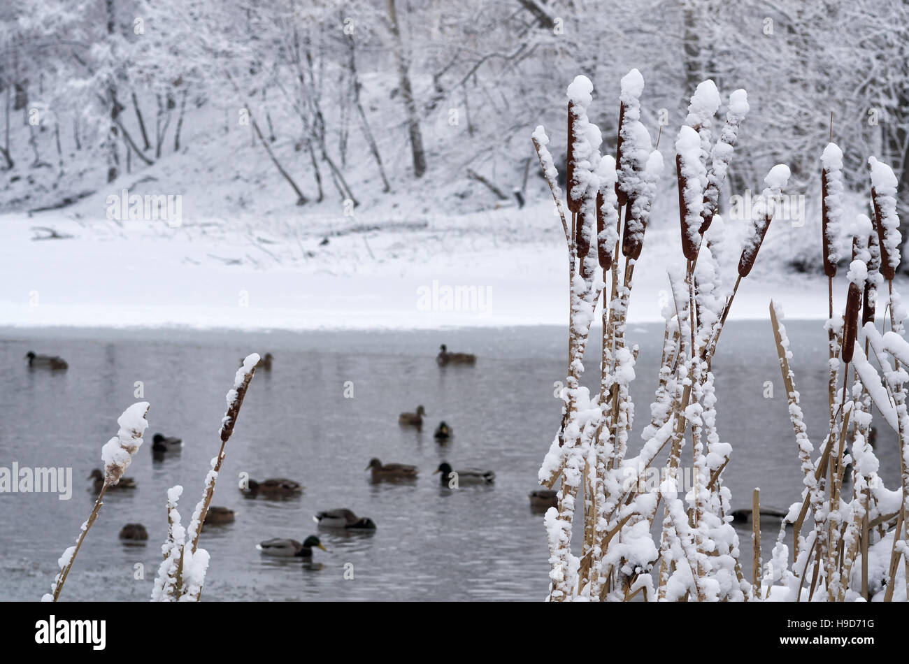 Quenouilles (Typha) couverts dans la neige épaisse. L'accent sur le premier plan, arrière-plan flou avec de l'eau, des canards et des arbres. Banque D'Images
