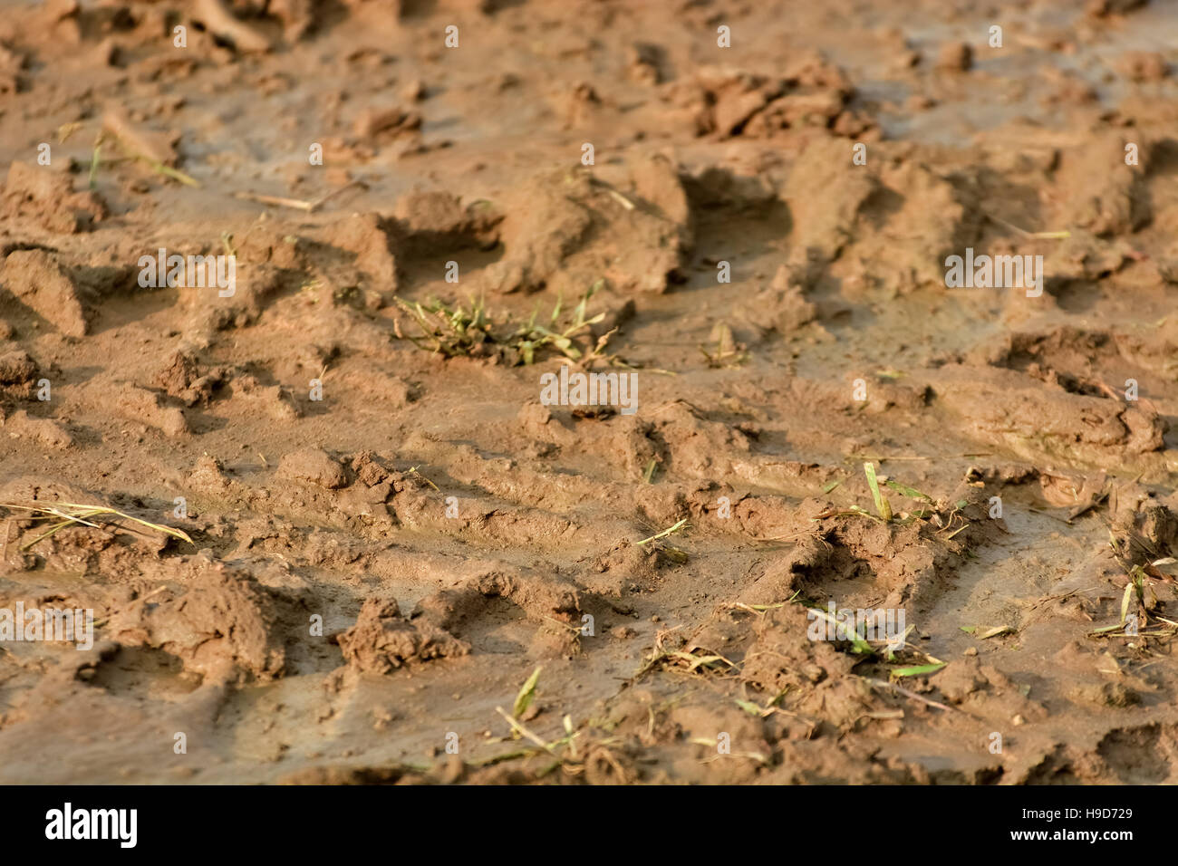La texture de la piste de roue sur le sol sale. Banque D'Images
