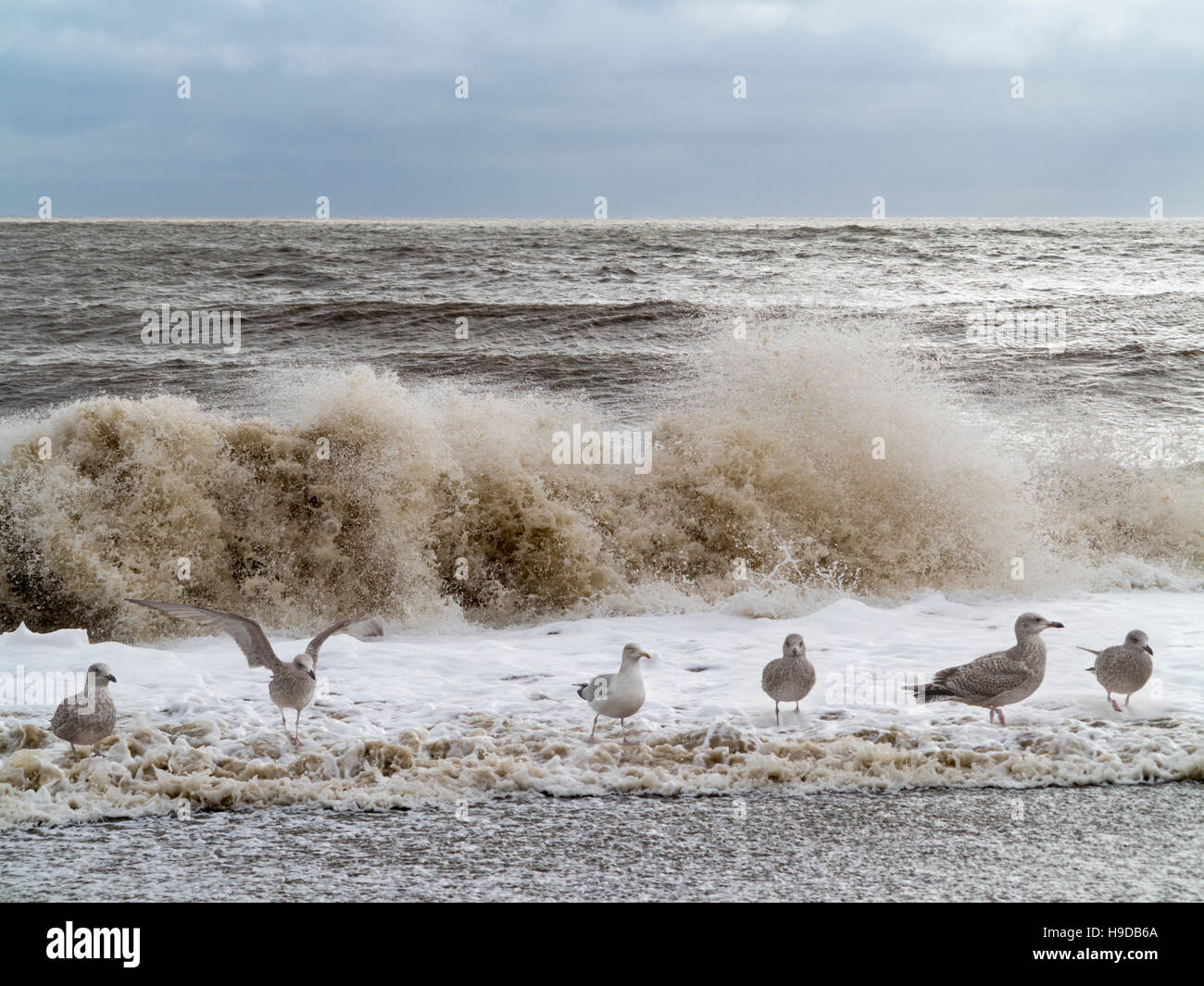 Une ligne de mouettes sur la plage au bord de la marée une mer rugueuse à l'article en mousse avec de grandes vagues derrière Banque D'Images