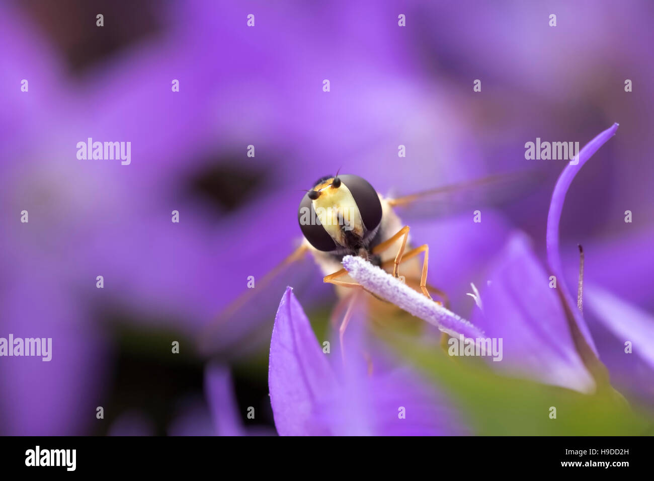 Hoverfly Episyrphus balteatus marmelade nectar d'alimentation sur une fleur pourpre. La marmelade hoverfly peut être trouvé tout au long de l'année dans les jardins urbains, v Banque D'Images