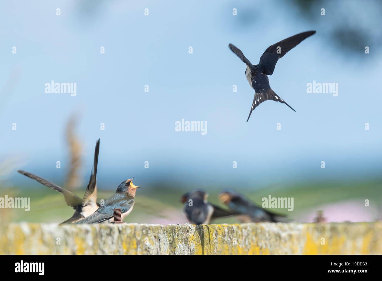 L'hirondelle rustique (Hirundo rustica) de nourriture et la chasse aux insectes, animaux, feeeding et prendre leur repos occasionnelles sur leurs tours. Banque D'Images