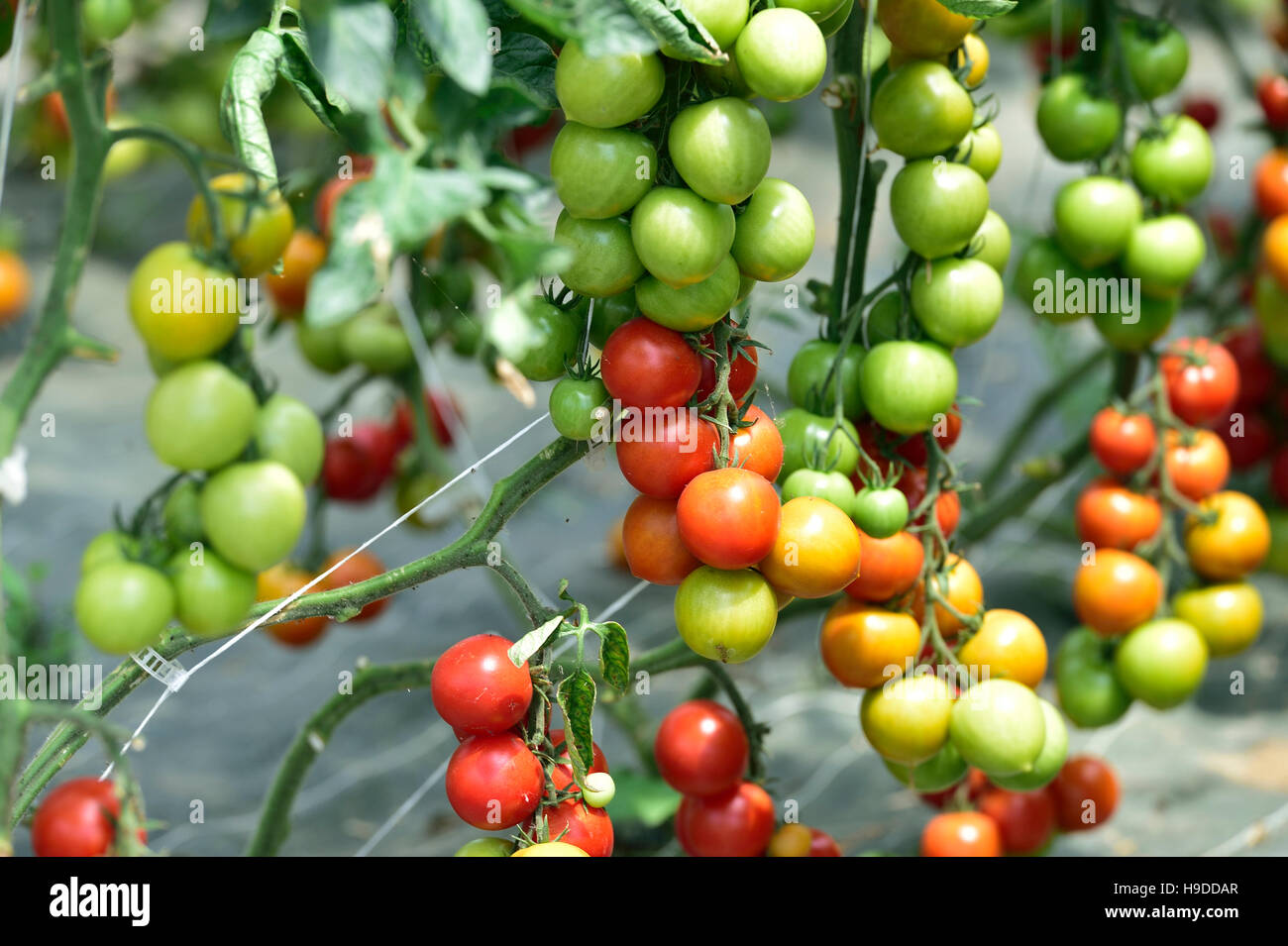 Les tomates cultivées en culture hors-sol sous serre Banque D'Images