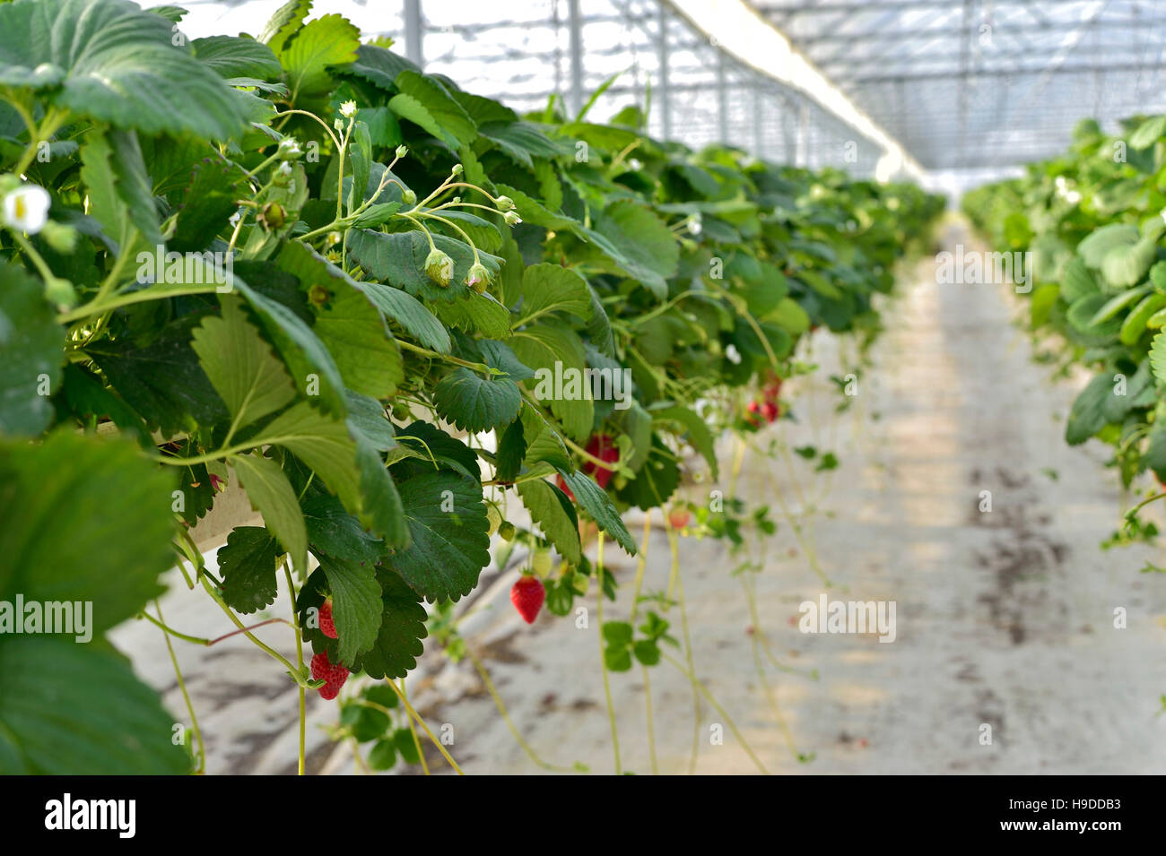 Les fraises cultivées en culture hors-sol sous serre Banque D'Images