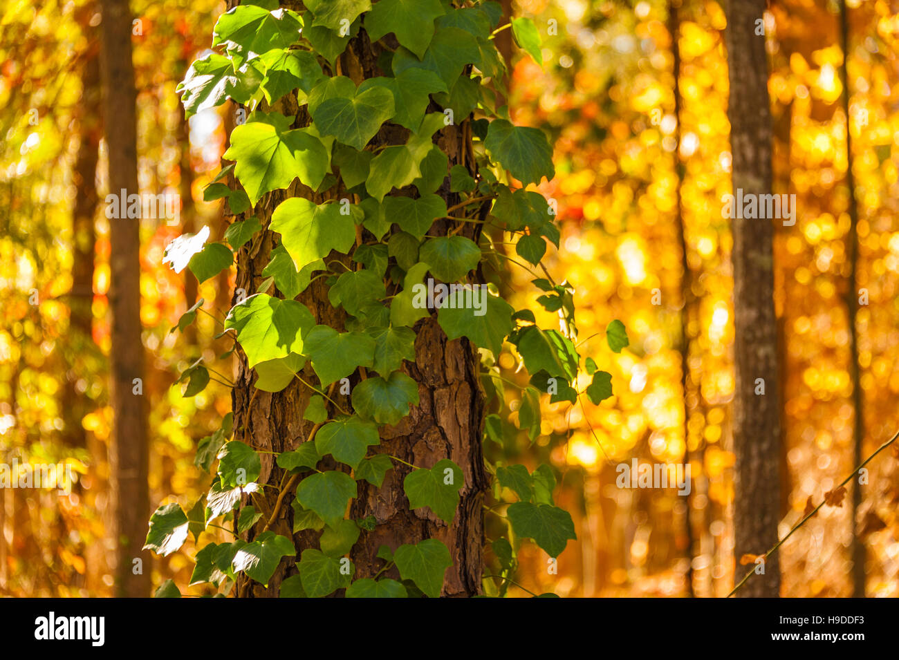Le lierre grimpant un pin sur un fond de feuillage de l'automne ensoleillé près d'Atlanta, Georgia, USA. Banque D'Images
