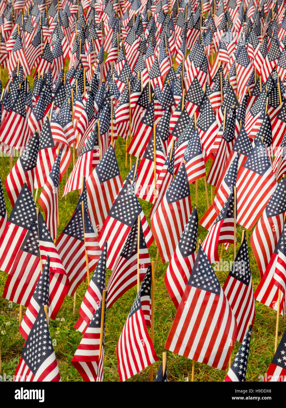 Un total de 37 000 drapeaux américains sont plantés dans le Massachusetts Boston Common pour commémorer les décès de combat dans toutes les guerres à l'occasion de Memorial Day. Banque D'Images