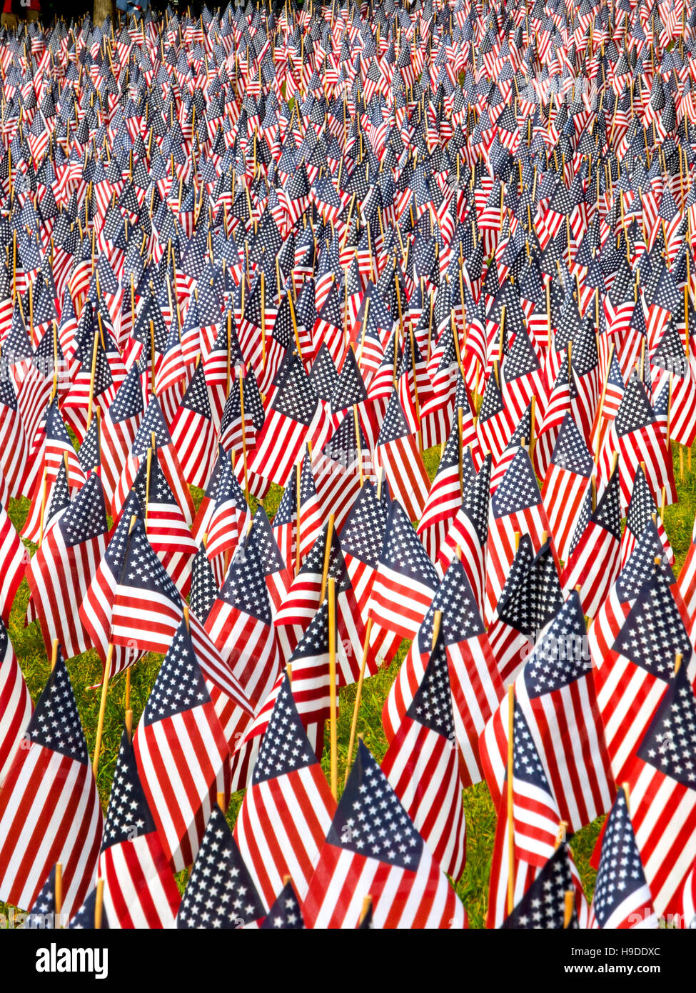 Un total de 37 000 drapeaux américains sont plantés dans le Massachusetts Boston Common pour commémorer les décès de combat dans toutes les guerres à l'occasion de Memorial Day. Banque D'Images