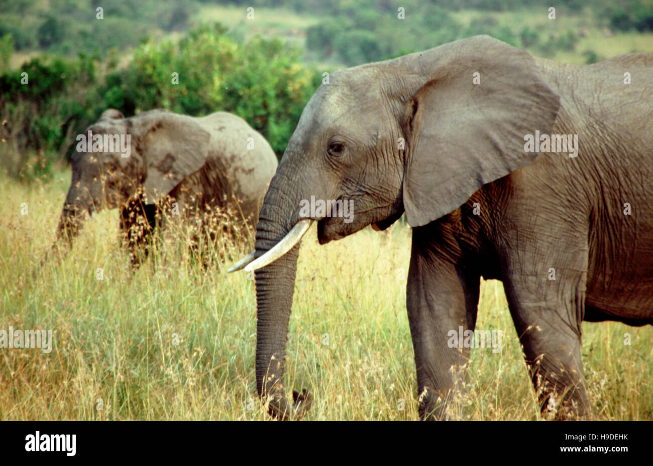 Les éléphants d'Afrique (Loxodonta africana) dans une forêt, Masai Mara National Reserve, Kenya. Banque D'Images