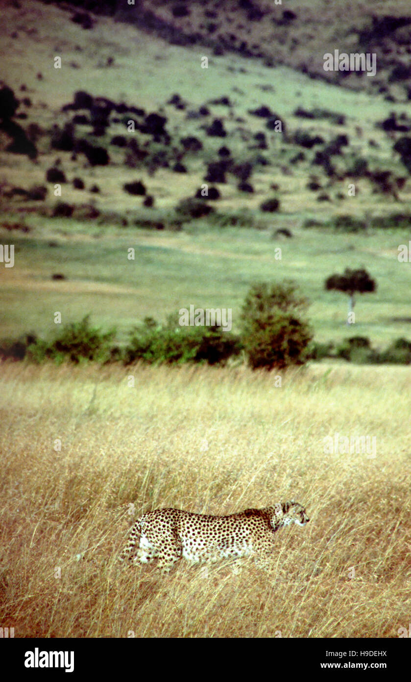 Le Guépard (Acinonyx jubatus) la chasse dans la savane, Masai Mara, Kenya Banque D'Images