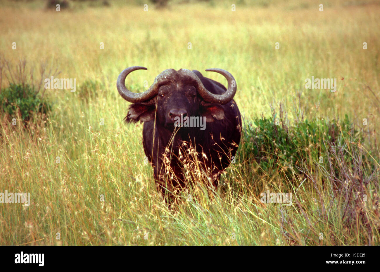 Buffle d'Afrique (Syncerus caffer), Kenya, Masai Mara National Park. Banque D'Images