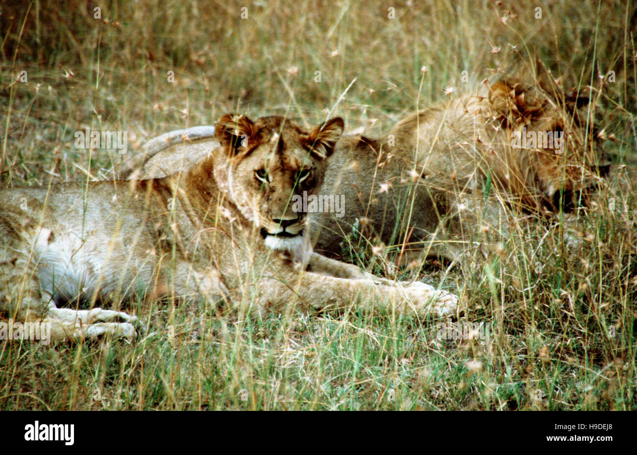 Lion (Panthera leo), femme reposant sur une termitière, Masai Mara National Reserve, Kenya, Afrique. Deux lionnes reposant sur les plaines du parc. T Banque D'Images