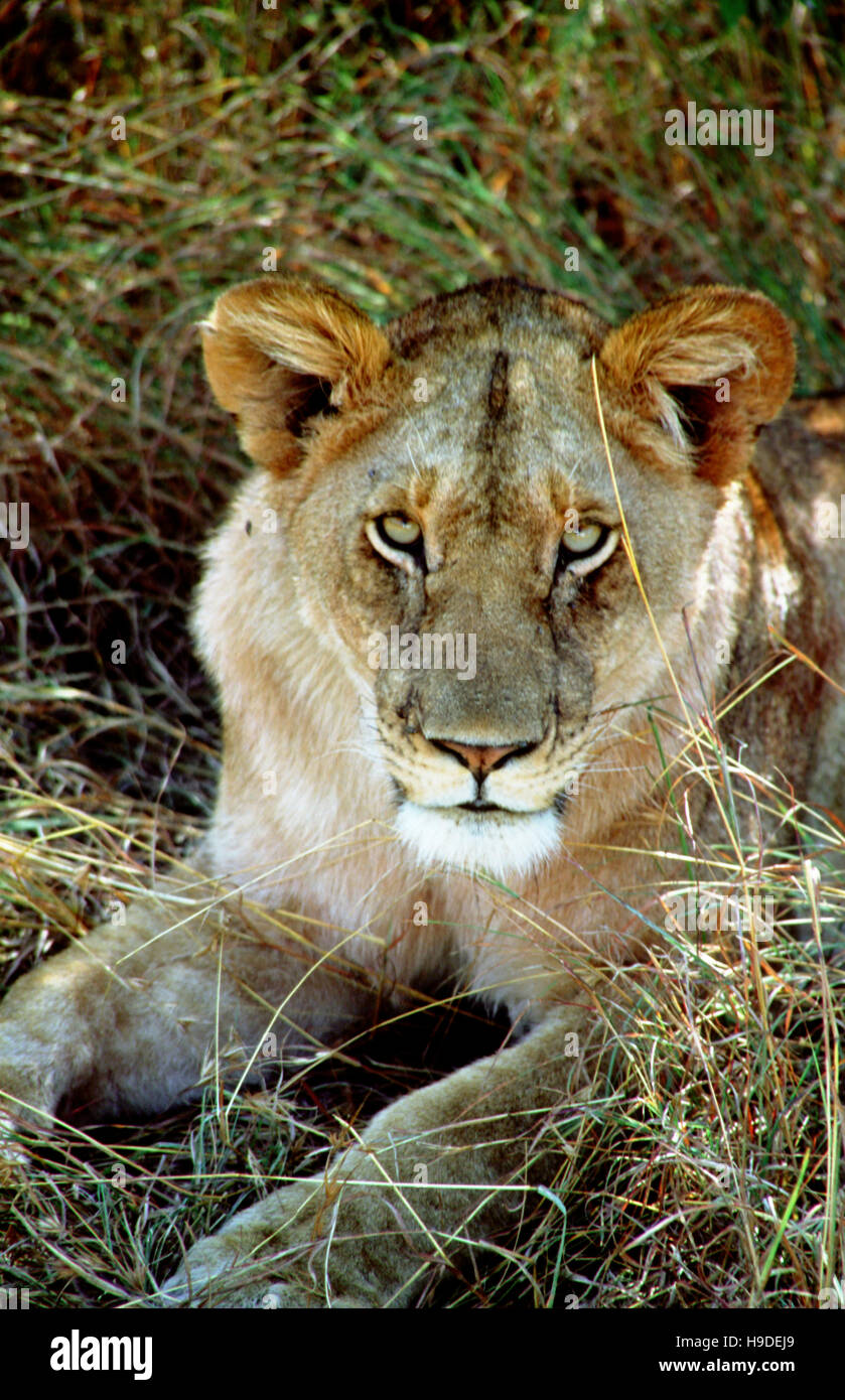 Lion (Panthera leo), femme reposant sur une termitière, Masai Mara National Reserve, Kenya, Afrique. Une femme lion reposant sur les plaines du parc. T Banque D'Images
