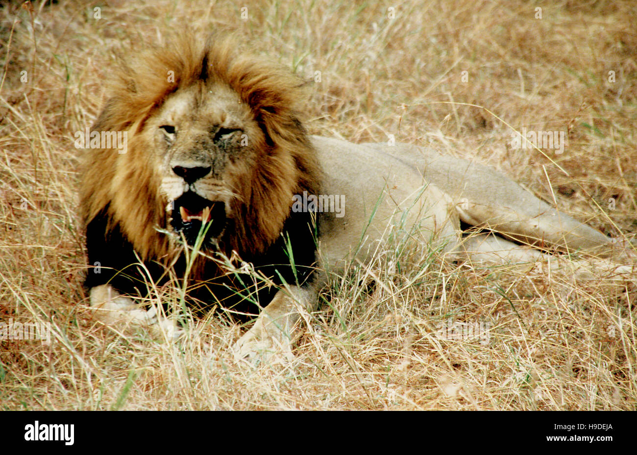 Lion (Panthera leo), le mensonge mane lion, Masai Mara, Kenya Banque D'Images