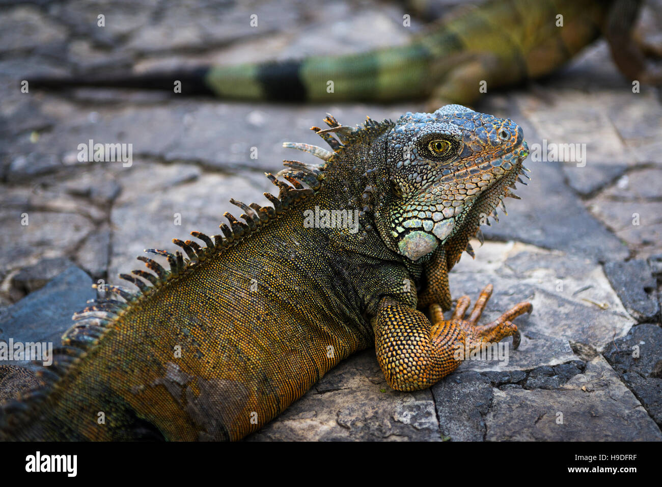 Iguane dans un parc à Quito en Equateur, Amérique du Sud Banque D'Images Iguane dans un parc à Quito en Equateur, Amérique du Sud Banque D'Images