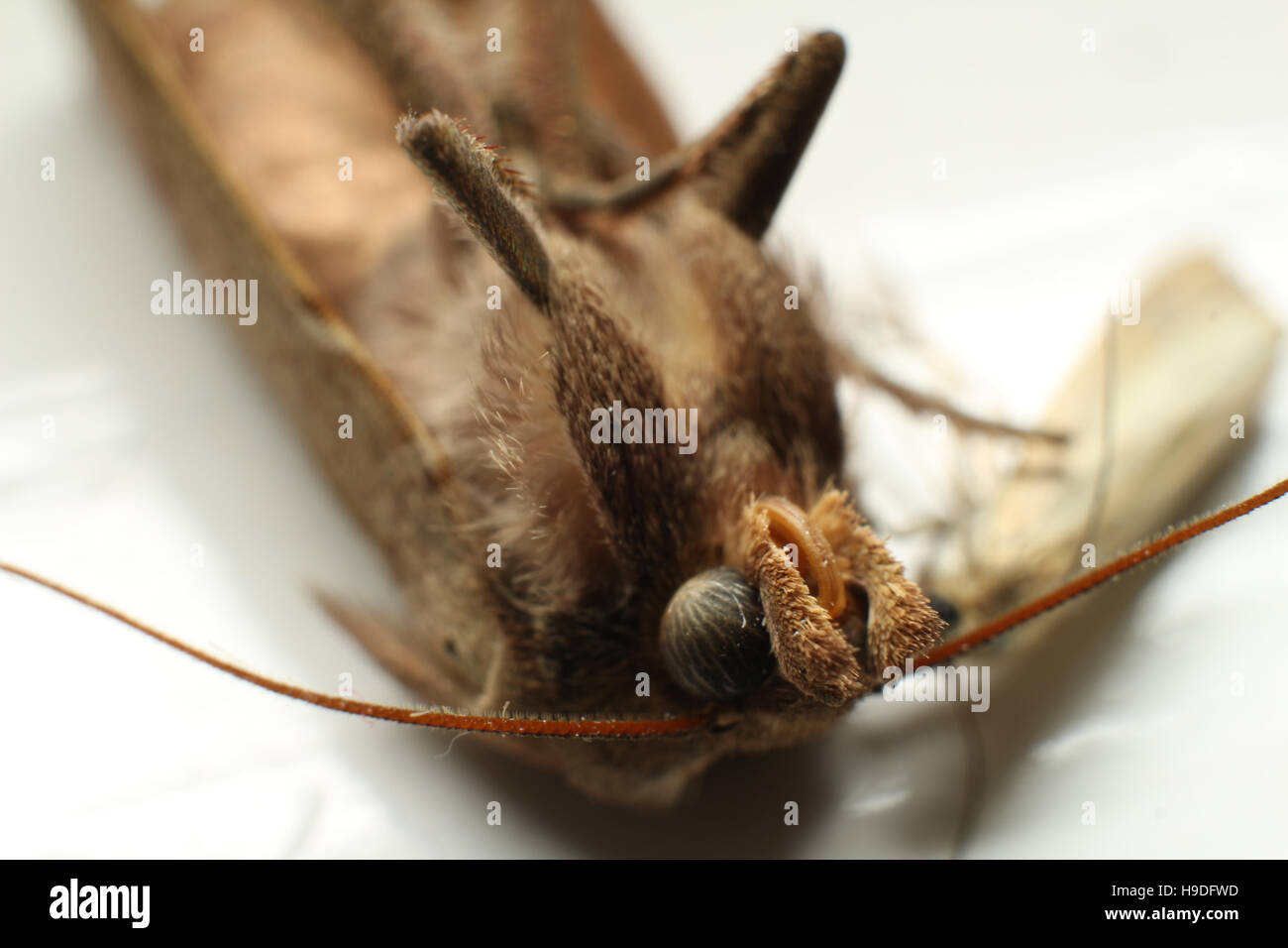 Macro photo de papillon mort Banque D'Images