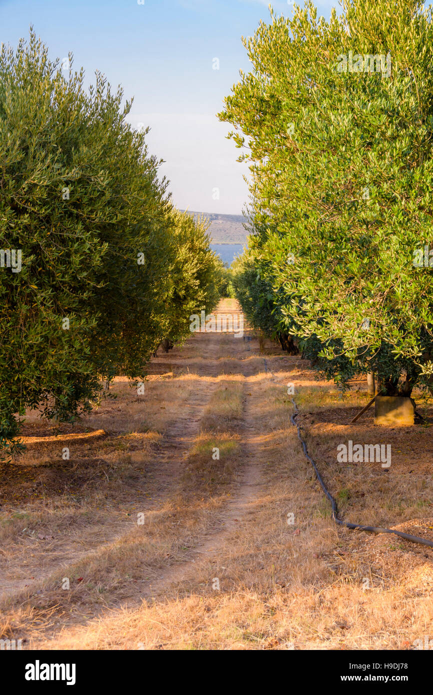 Oliviers au coucher du soleil, selective focus, plantés en rangées Banque D'Images