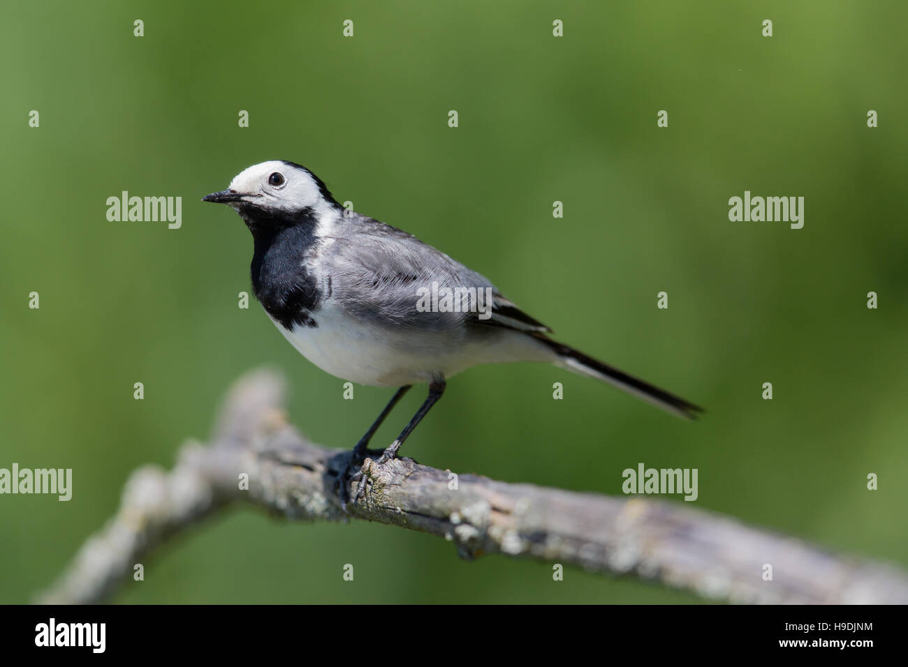 Portrait de Bergeronnette grise (Motacilla alba alba) debout sur une branche Banque D'Images