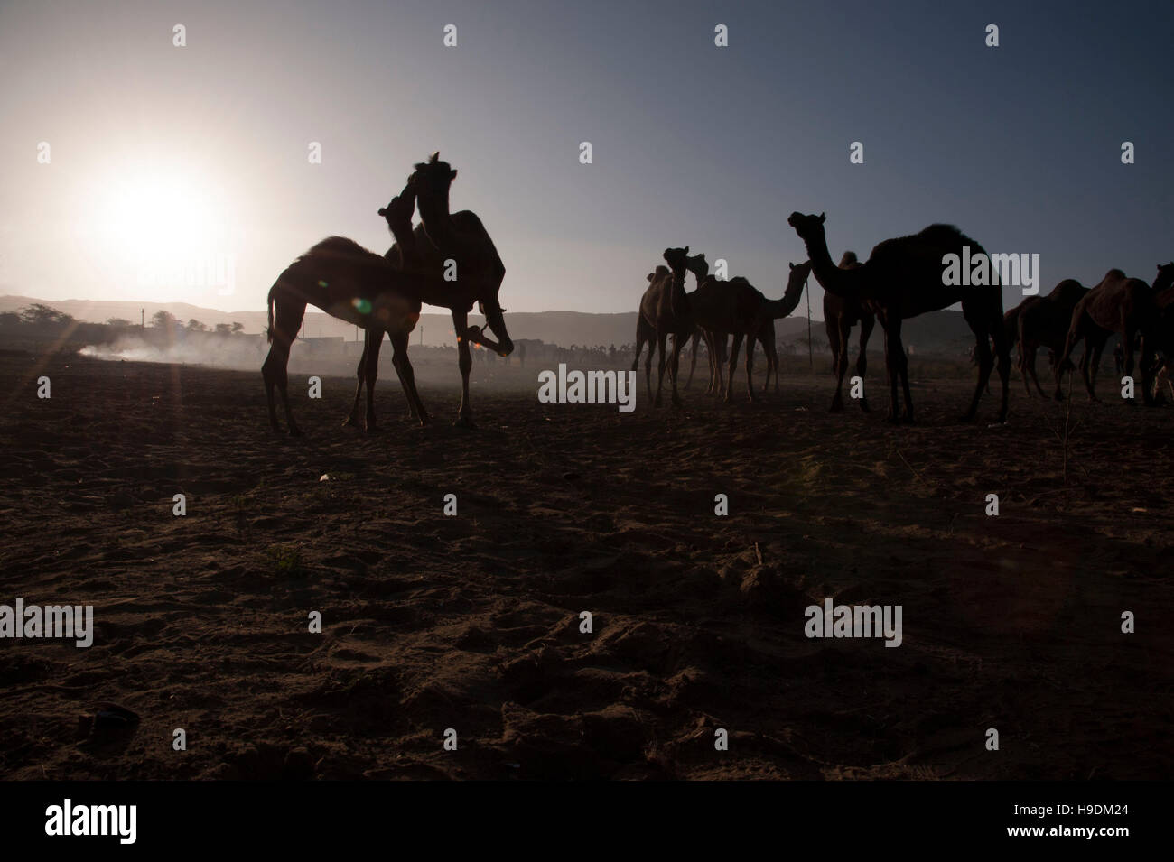 Les chameaux au coucher du soleil le chameau juste à Pushkar Rajasthan inde Banque D'Images