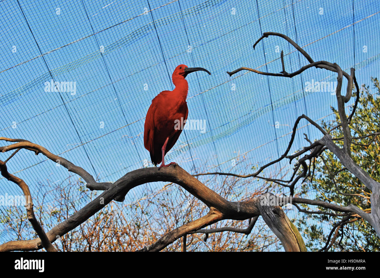 Afrique du Sud : un Ibis rouge sur une branche à Birds of Eden, le plus grand vol libre volière et d'oiseaux migrateurs Banque D'Images Afrique du Sud : un Ibis rouge sur une branche à Birds of Eden, le plus grand vol libre volière et d'oiseaux migrateurs Banque D'Images