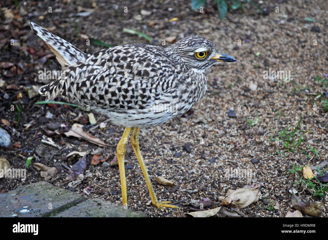 Afrique du Sud : un spotted thick-knee à Birds of Eden, le plus grand vol libre volière et d'oiseaux migrateurs Banque D'Images