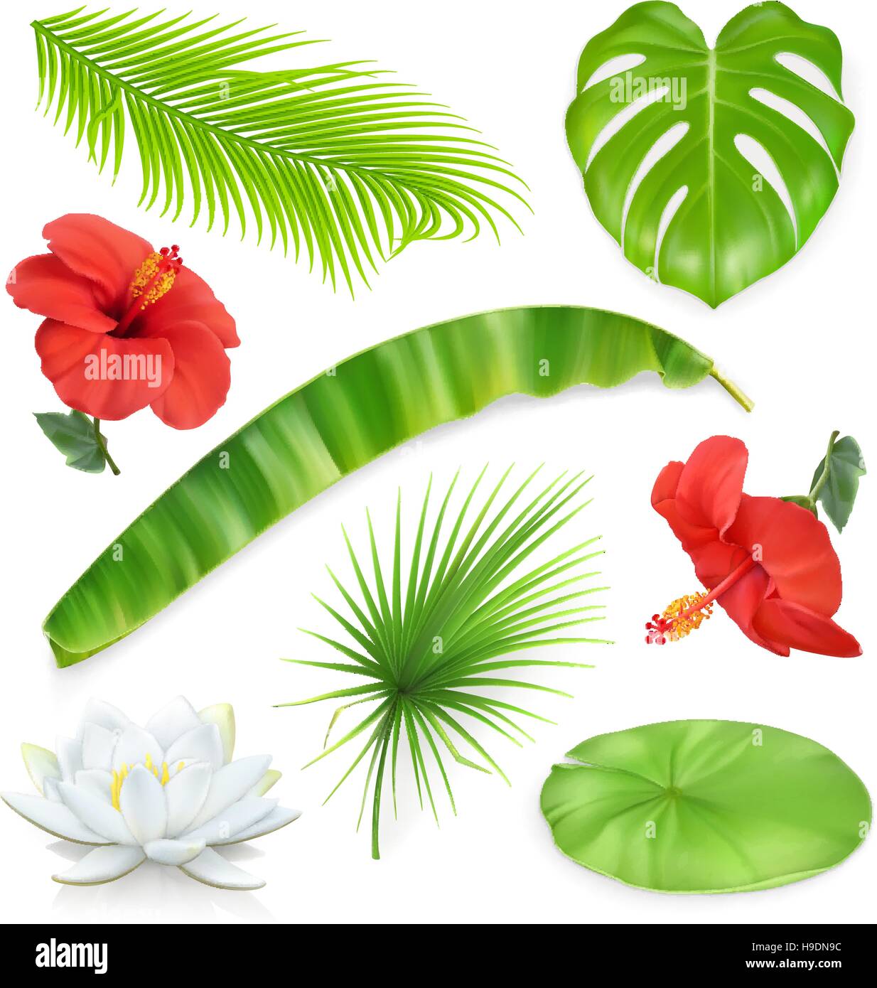 Jungle. Ensemble de feuilles et de fleurs. Plantes tropicales. Icônes 3D de vecteur Illustration de Vecteur