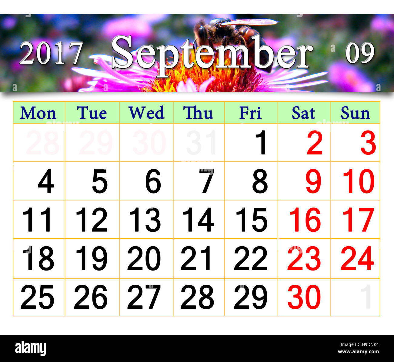Calendrier pour 2017 Septembre avec l'image du bee assis sur l'aster rose Banque D'Images