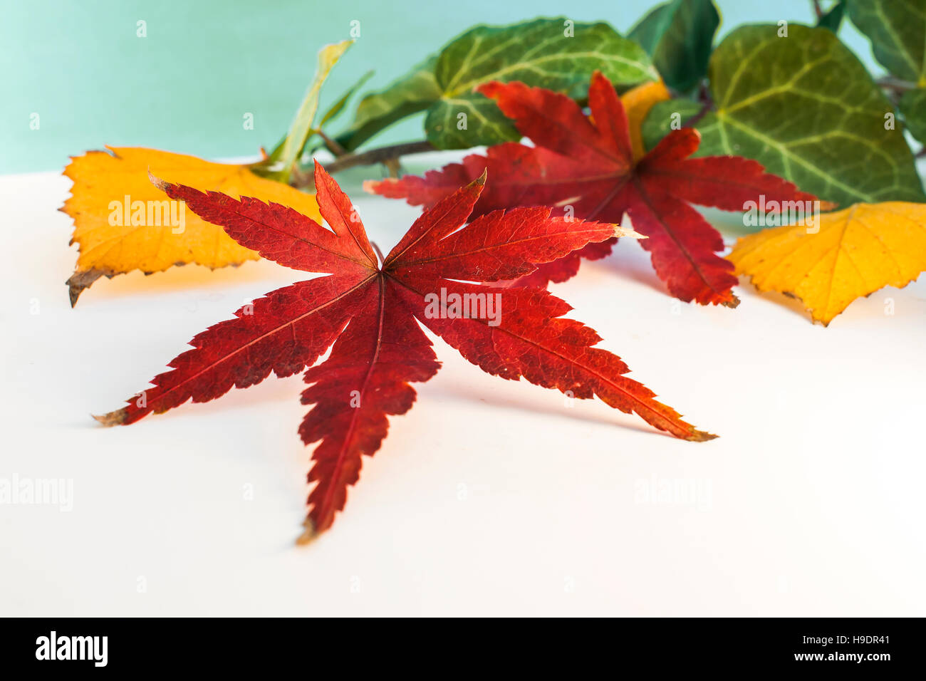 Feuille sèche d'érable japonais et autres feuilles Banque D'Images