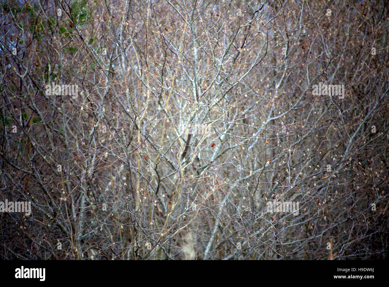 Les arbres à feuillage d'automne les feuilles d'or et la couleur des motifs Banque D'Images