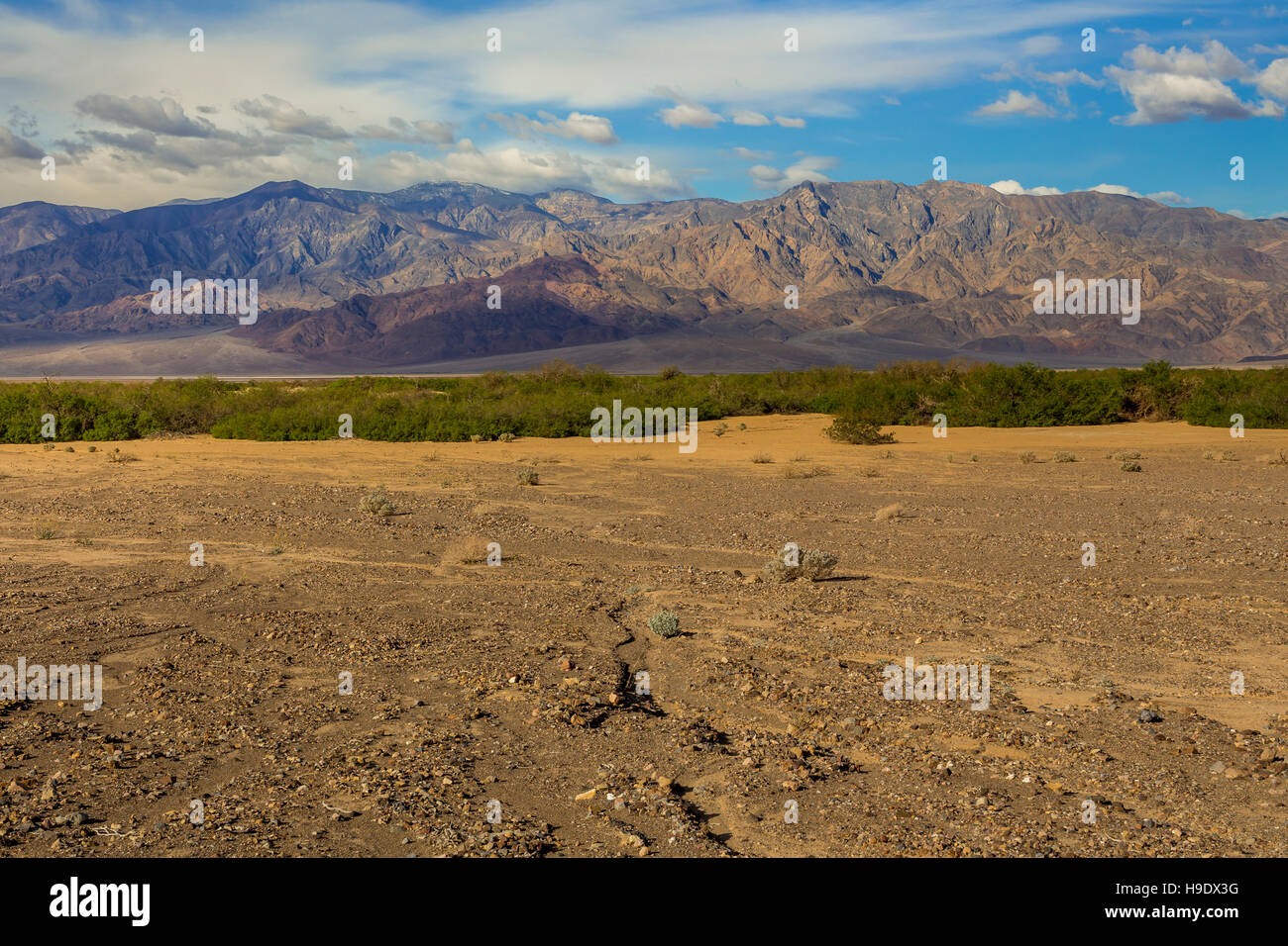 Oasis, désert, le long de la route, Badwater, Death Valley National Park, Death Valley, Californie Banque D'Images