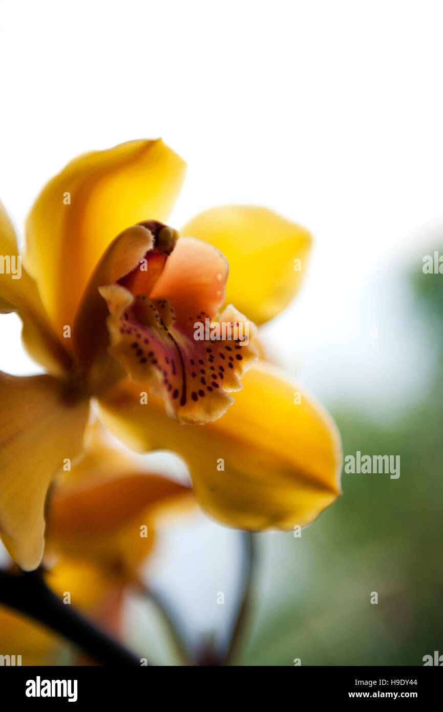 Himalaya jaune orchidées dans le Sikkim. Banque D'Images