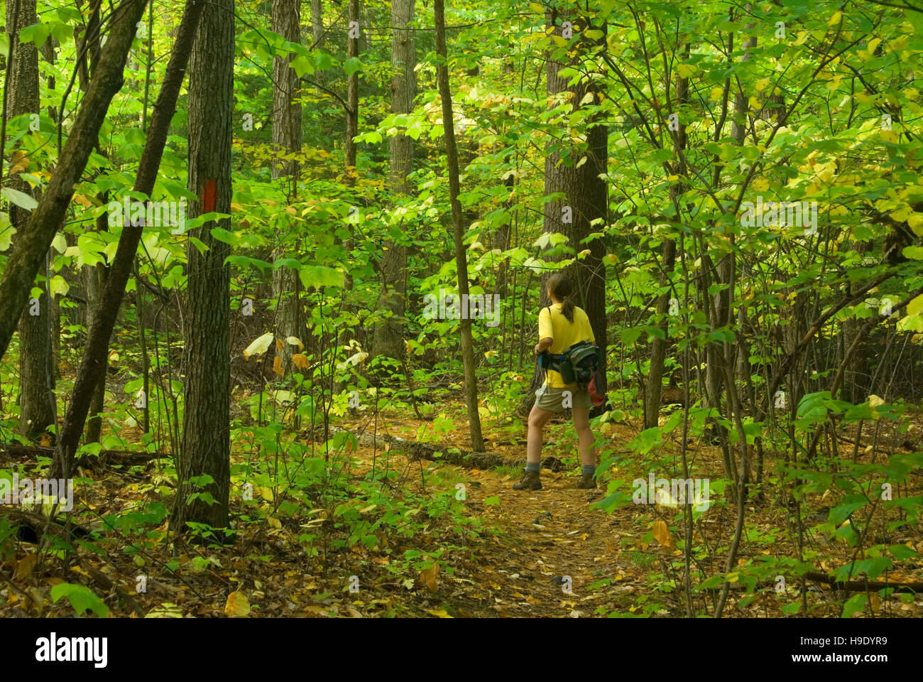 Bristol Hills Trail (Sentier des lacs Finger system), Hi Tor Wildlife Management Area, New York Banque D'Images