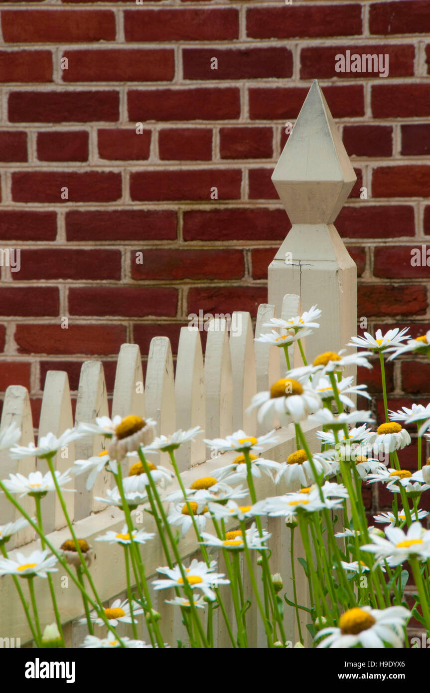 Les marguerites par Pemberton House, Independence National Historical Park, Philadelphie, Pennsylvanie Banque D'Images