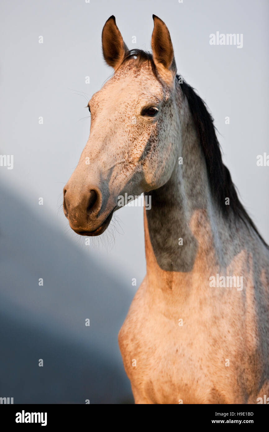 Holsteiner, Fliegenschimmel, horse, portrait, lumière du soir, Tyrol, Autriche Banque D'Images