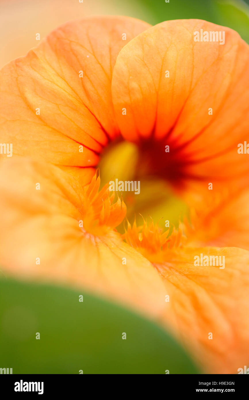 Belle des fleurs de capucines orange profond, cultivateur prolifique, grand dans les salades Jane Ann Butler Photography JABP1721 Banque D'Images