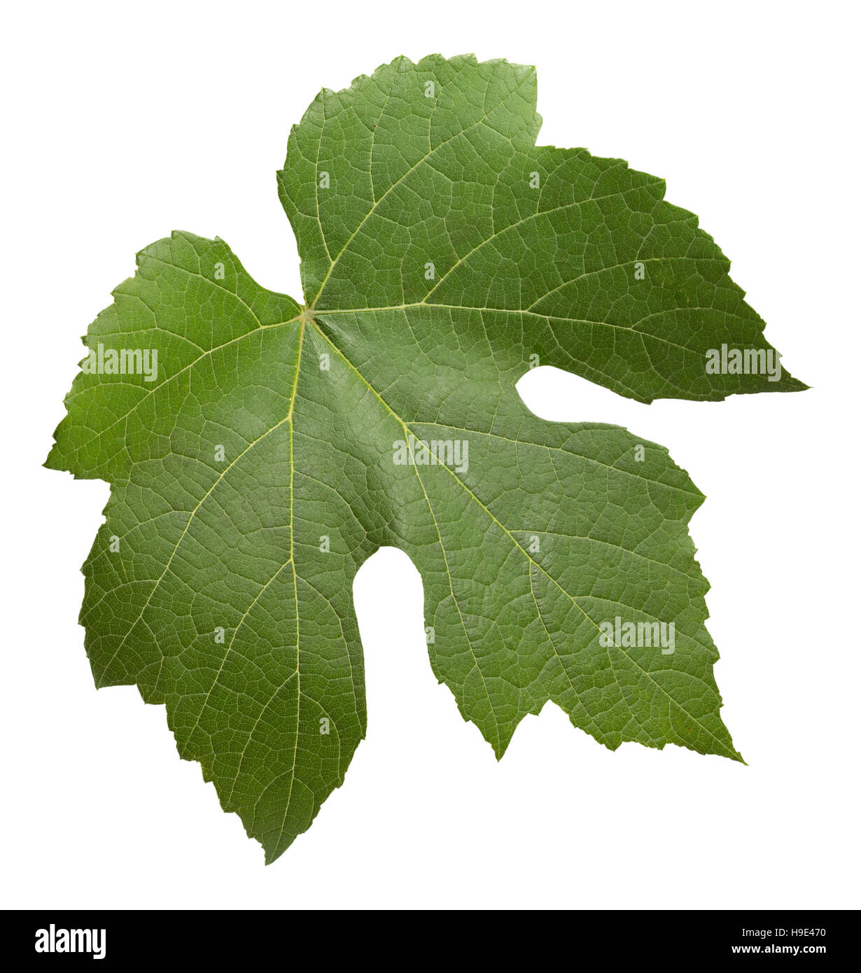 Grape leaf isolé sur le fond blanc. Banque D'Images Grape leaf isolé sur le fond blanc. Banque D'Images