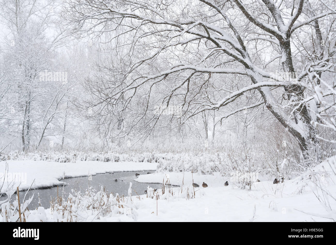 Hiver neige Paysage avec rivière et canards Banque D'Images