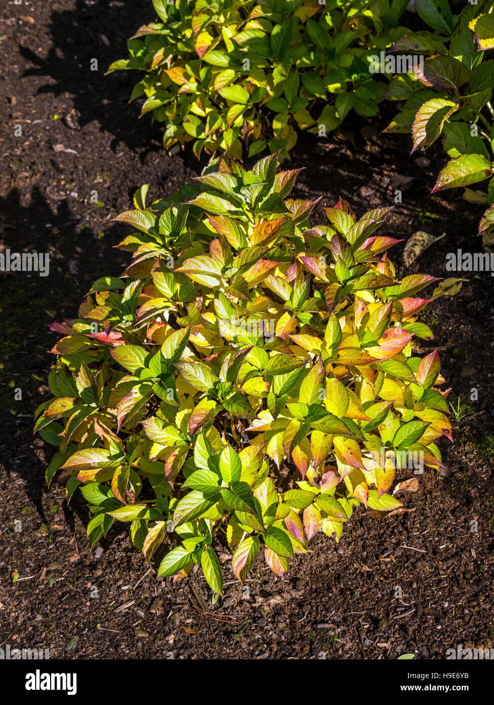 Les feuilles d'arbustes Hydrangea lisse à l'Automne Couleurs du temps Banque D'Images