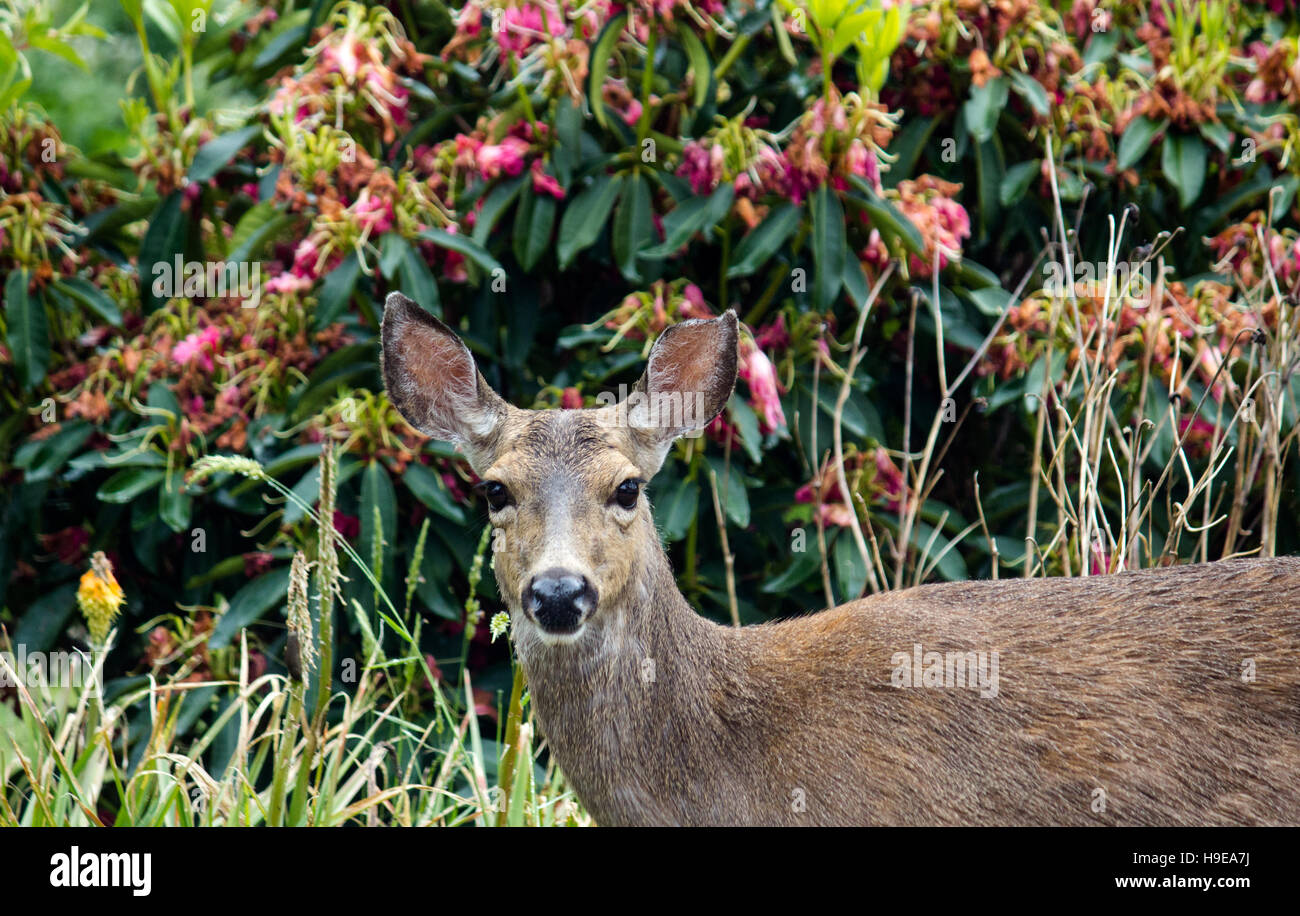 Cerfs à queue noire se rendant sur le chantier. Banque D'Images