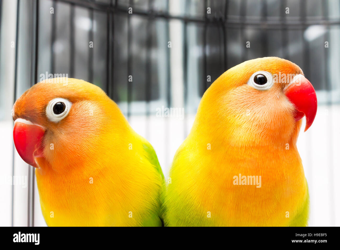 Paire de très beaux tourtereaux colorés dans la cage à oiseaux Photo Stock  - Alamy
