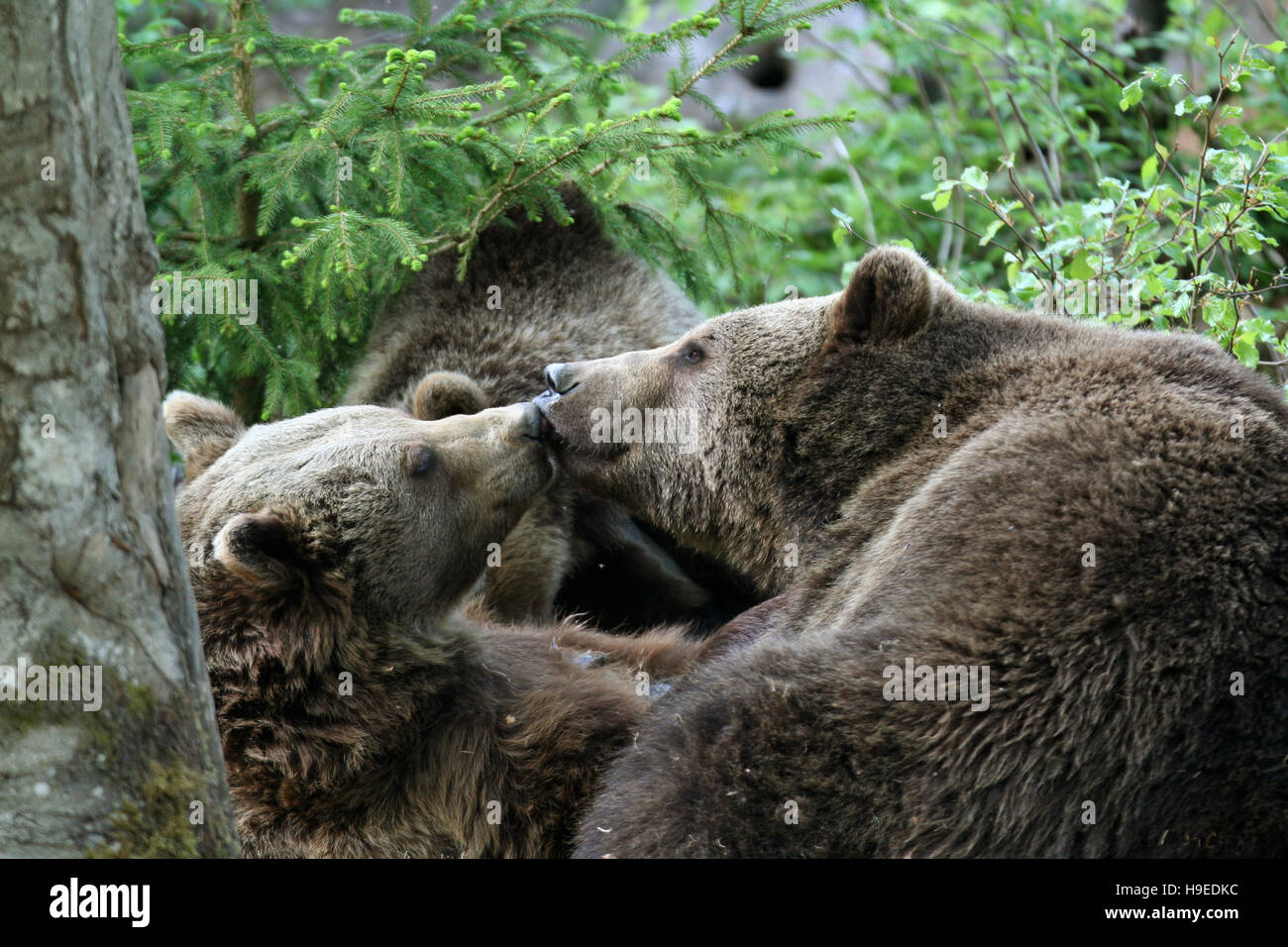 Ours brun dans la forêt de la Bayerische Wald Parc National en Allemagne Banque D'Images