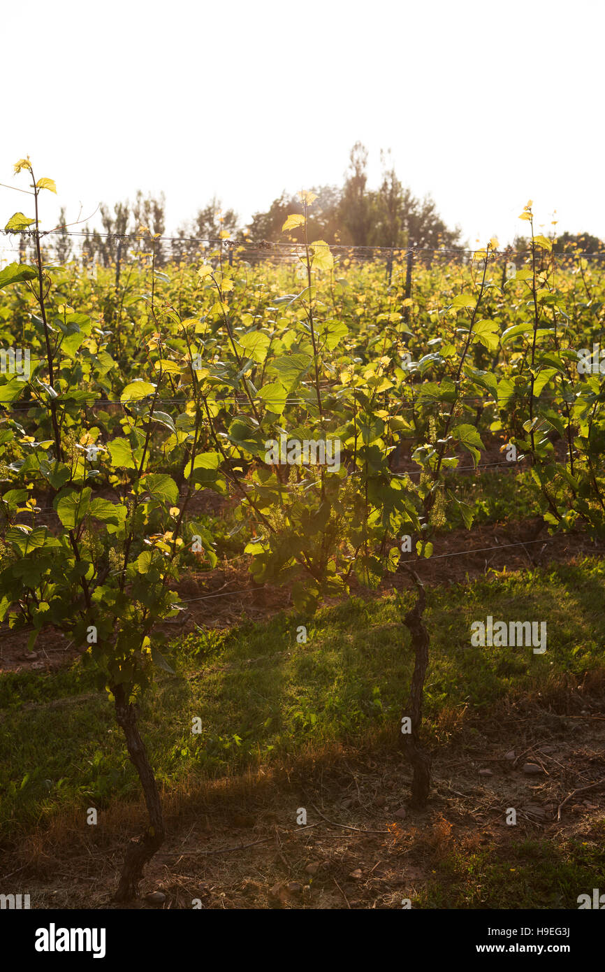 Le Domaine de Grand Pré vignoble près de Wolfville, en Nouvelle-Écosse, Canada. Le vignoble est dans la vallée de l'Annapolis. Banque D'Images