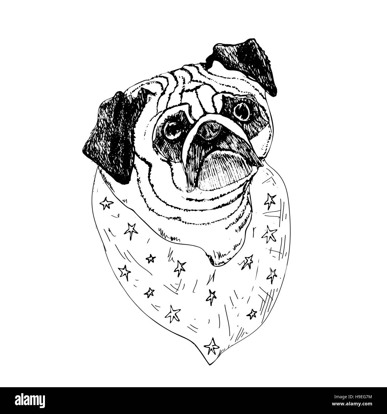Visage pugdog dessinés à la main, sur fond blanc. Banque D'Images