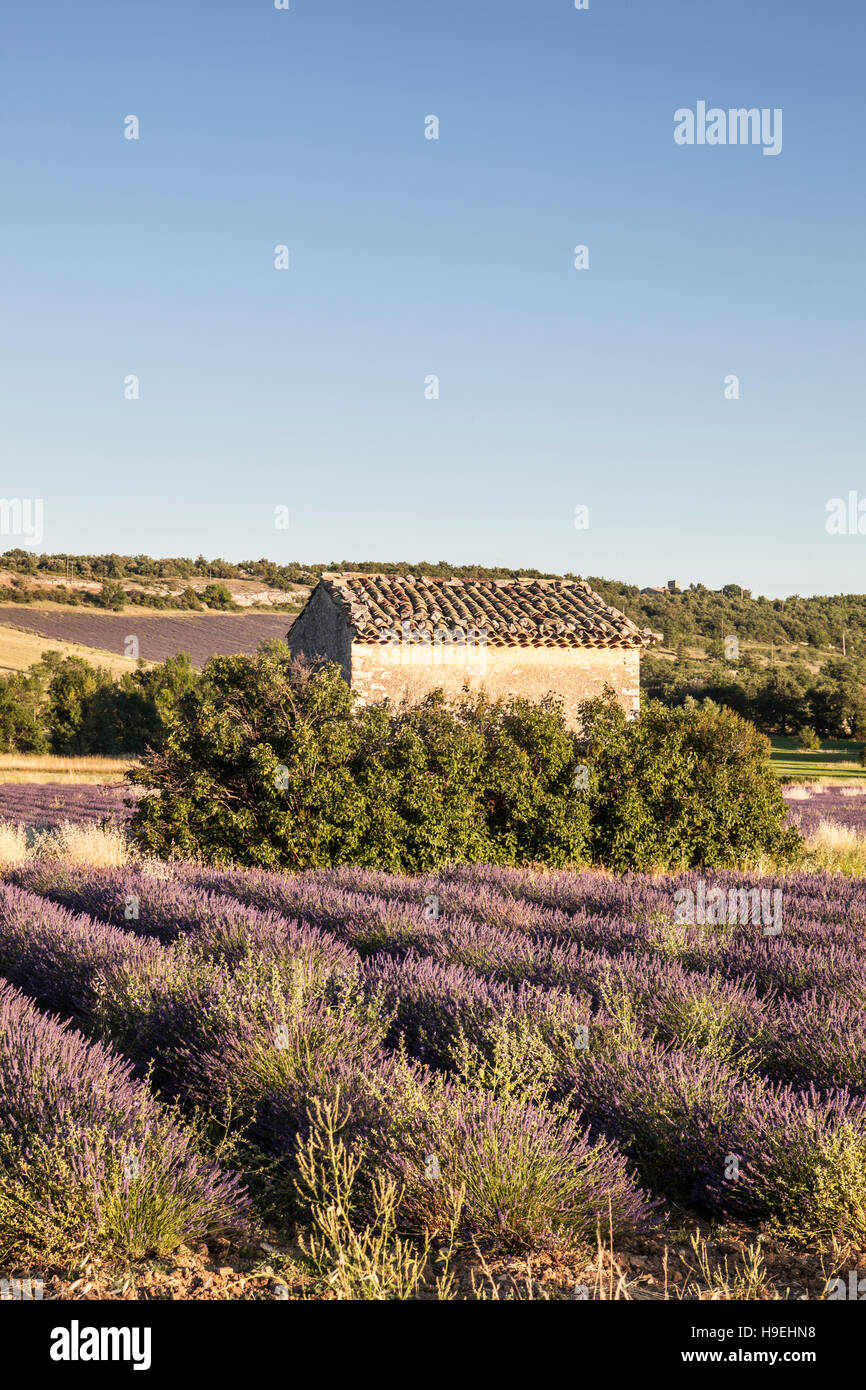 Champ de lavande près de Simiane la Rotonde dans le Vaucluse, Provence. Banque D'Images