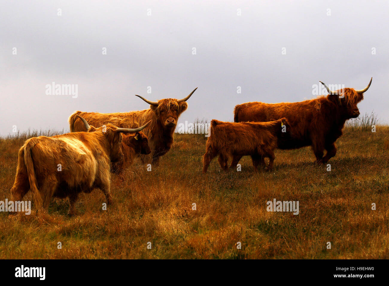 Avec un cheptel de bovins Highland veau sur les collines d''Exmoor Banque D'Images