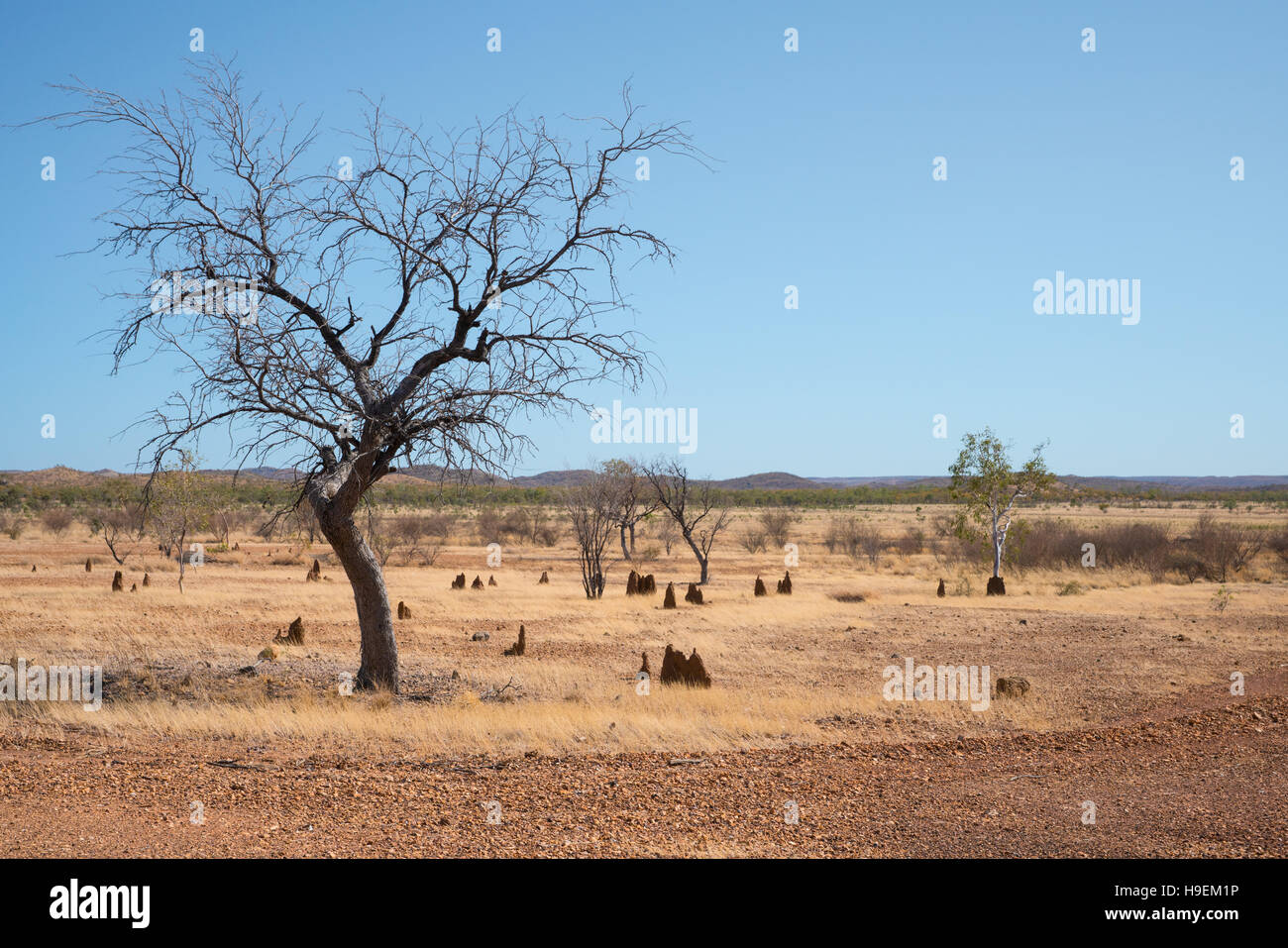 La sécheresse dans l'ouest du Queensland avec les fourmilières et arbre mort Banque D'Images