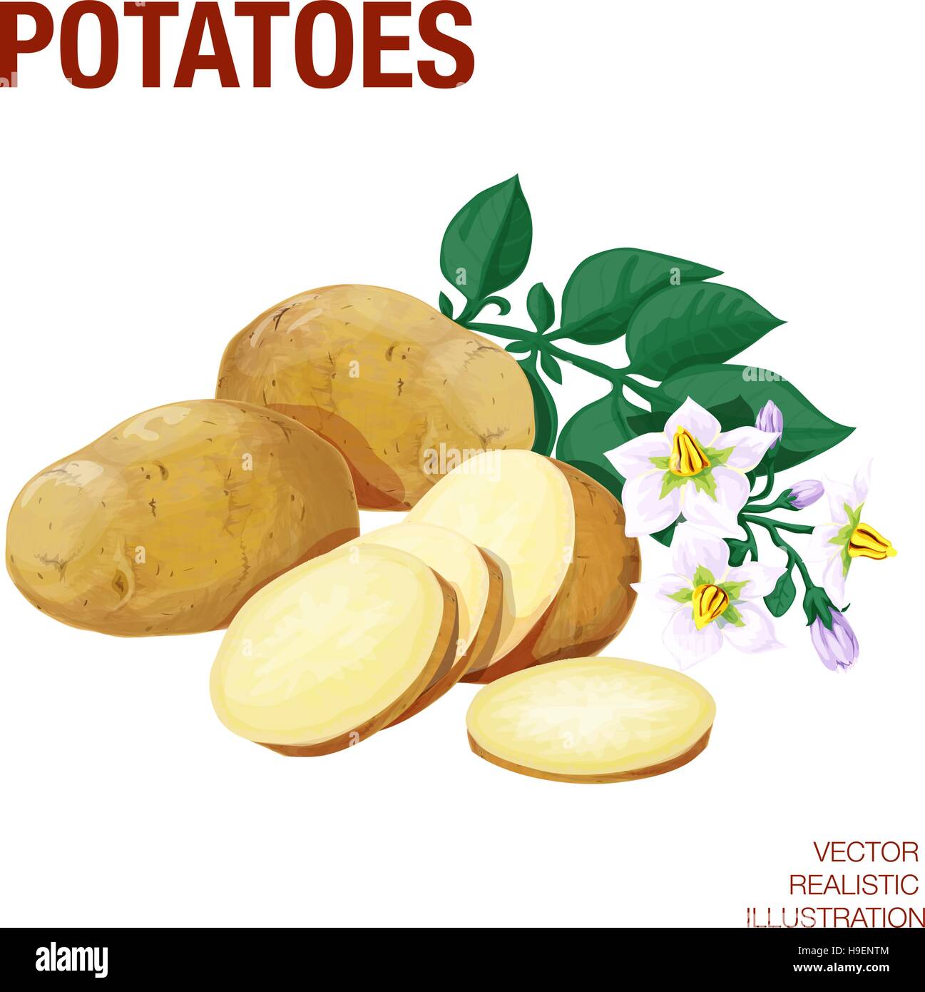 Les pommes de terre. Vector illustration réalisée dans un style réaliste Illustration de Vecteur
