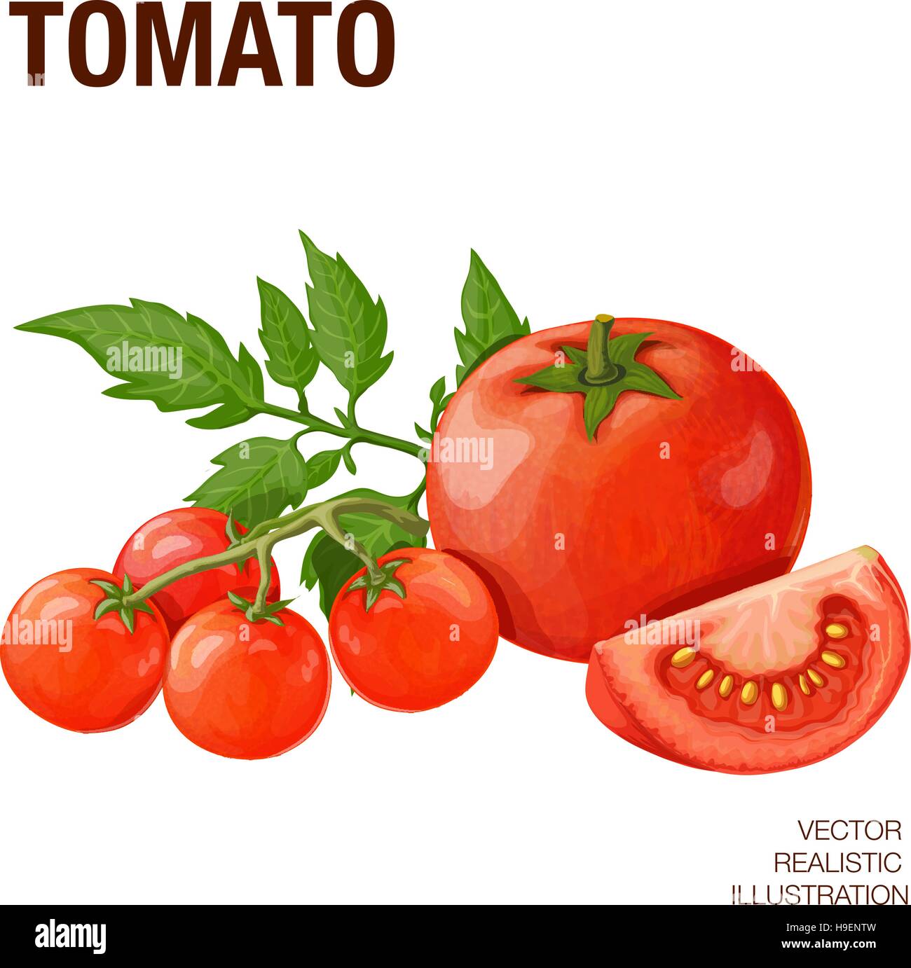 Tomates isolé sur fond blanc. Vector illustration réalisée dans un style réaliste Illustration de Vecteur